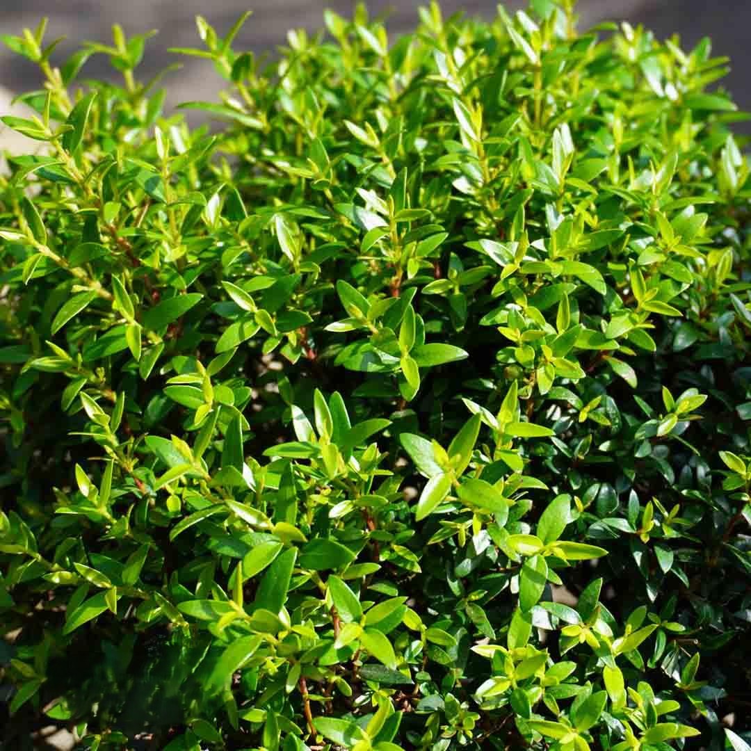 Myrtus Communis Mini Standard - View 2 from www redcrocus com