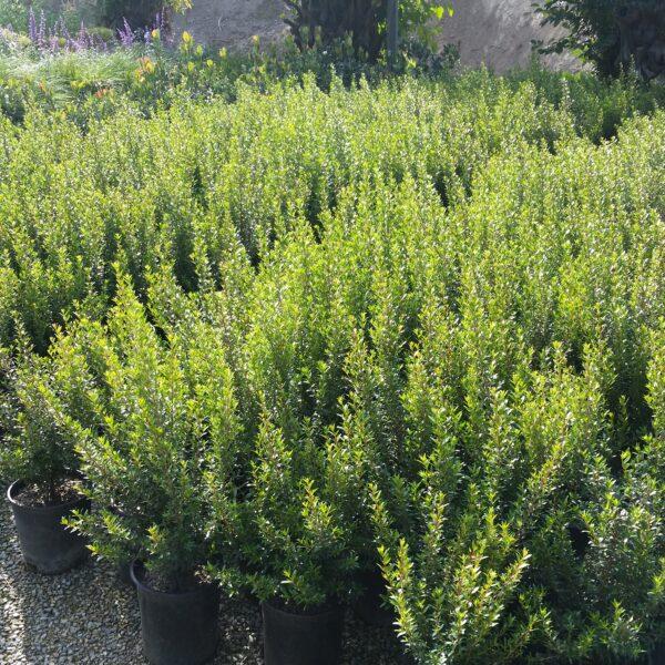 Myrtus Communis Mini Standard - View 9 from www redcrocus com