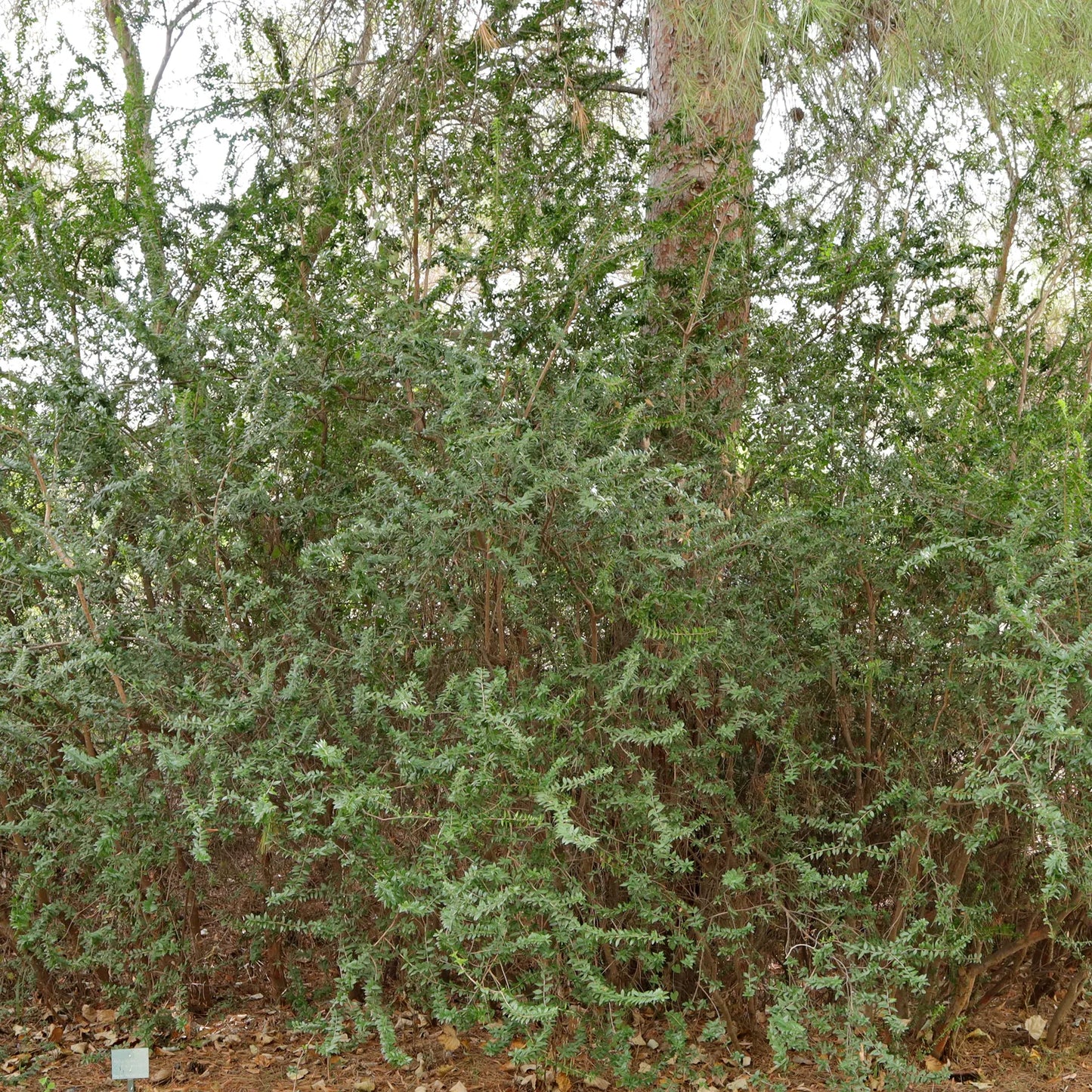 Myrtus Communis Standard - View 16 from www redcrocus com
