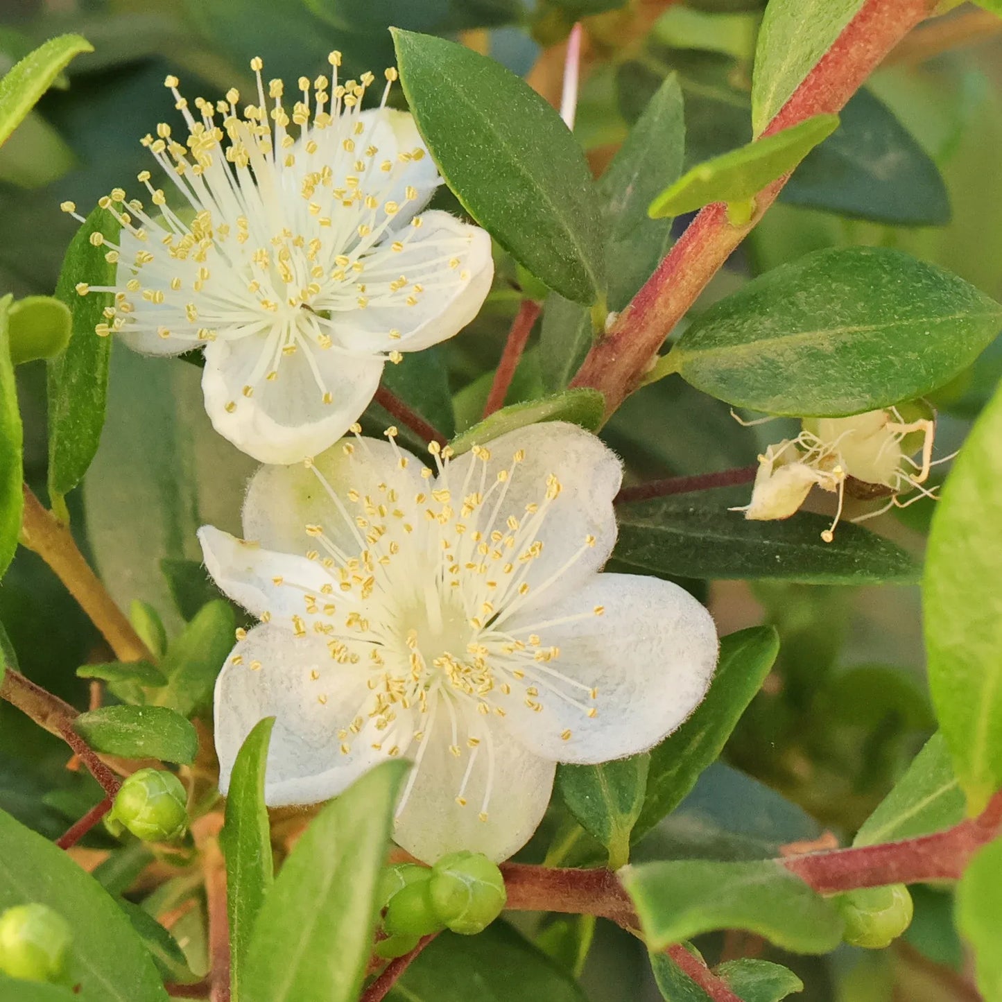 Myrtus Communis Standard - View 3 from www redcrocus com