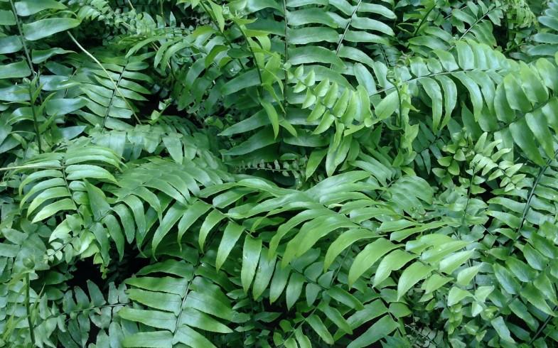 Fern Nephrolepis Biserrata (macho Fern) - View 13 from www redcrocus com