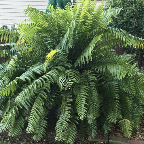Fern Nephrolepis Biserrata (macho Fern) - View 2 from www redcrocus com