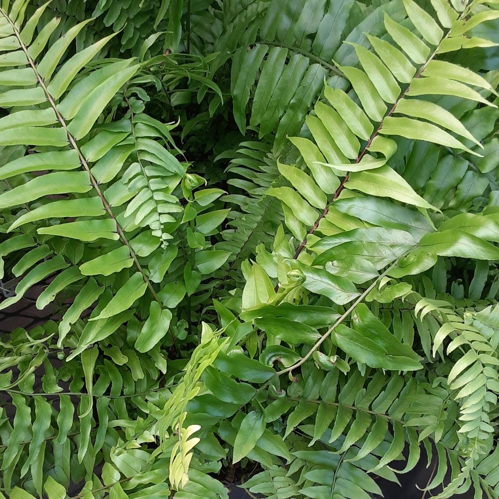 Fern Nephrolepis Biserrata (macho Fern) - View 8 from www redcrocus com