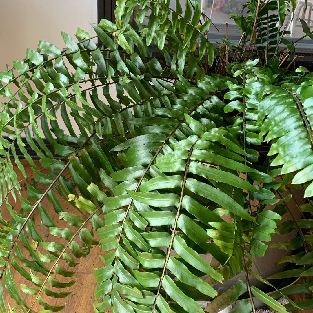 Fern Nephrolepis Biserrata (macho Fern) - View 9 from www redcrocus com