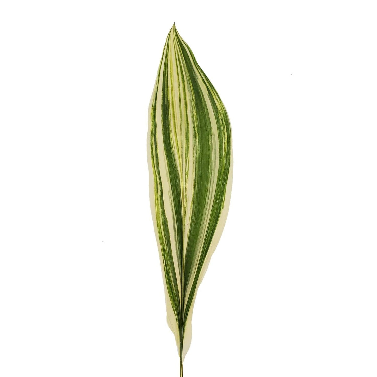 Aspidistra, Assorted - View 6 from www redcrocus com