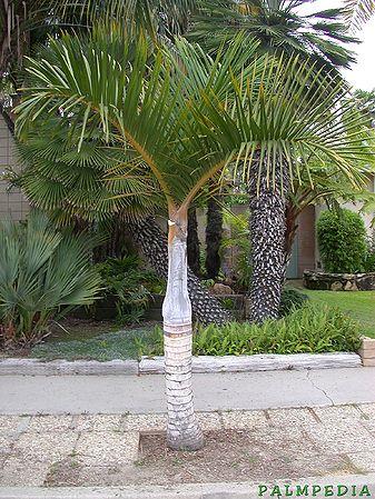 Palm Hyophorbe Verschaffeltii Triple Stem - View 6 from www redcrocus com