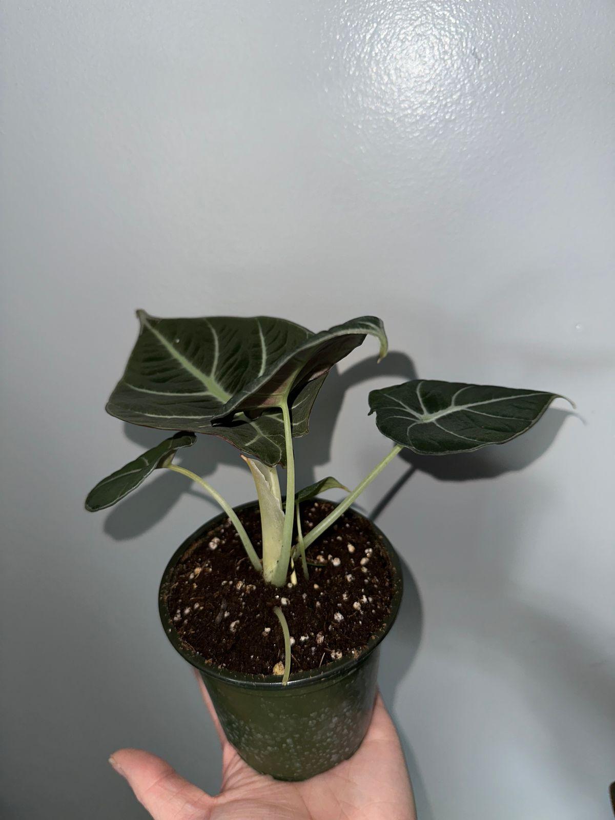 Alocasia Assorted - View 17 from www redcrocus com