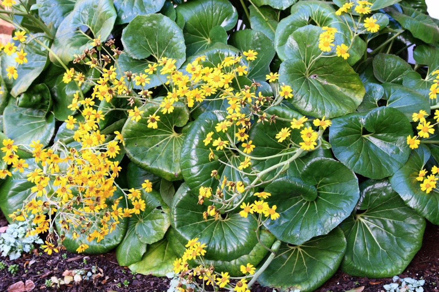 Farfugium Japonicum Gigantea - View 7 from www redcrocus com