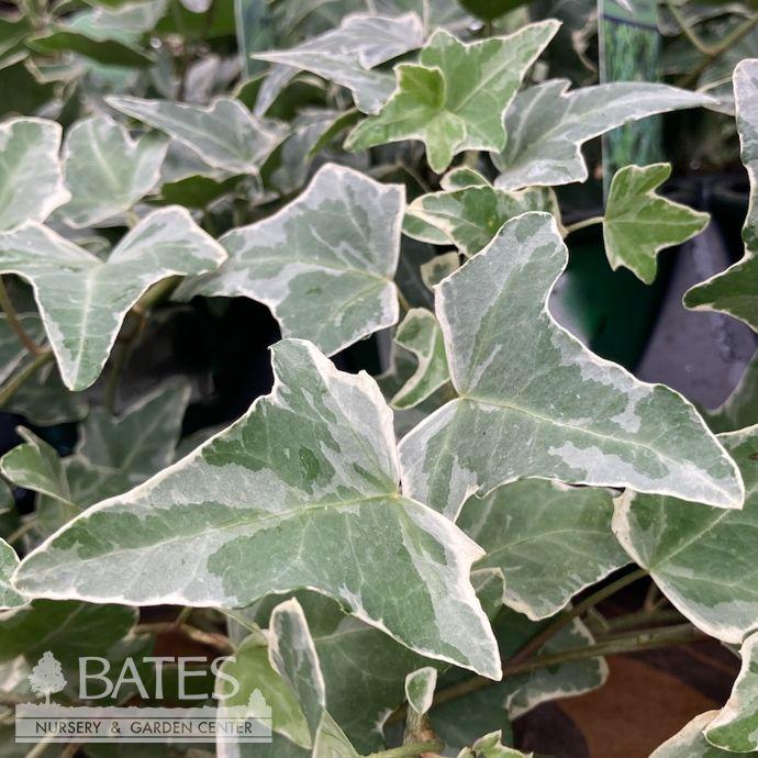 Hedera Helix Variegated Ivy - View 11 from www redcrocus com