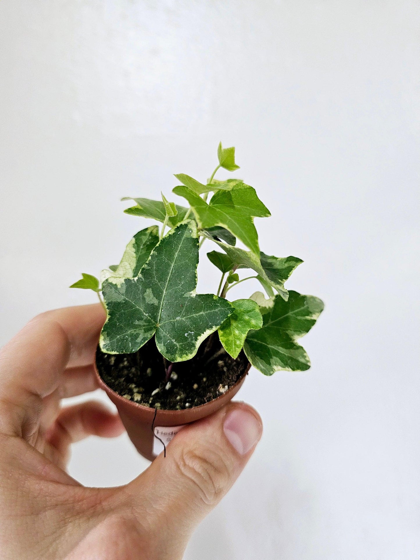 Hedera Helix Variegated Ivy - View 13 from www redcrocus com