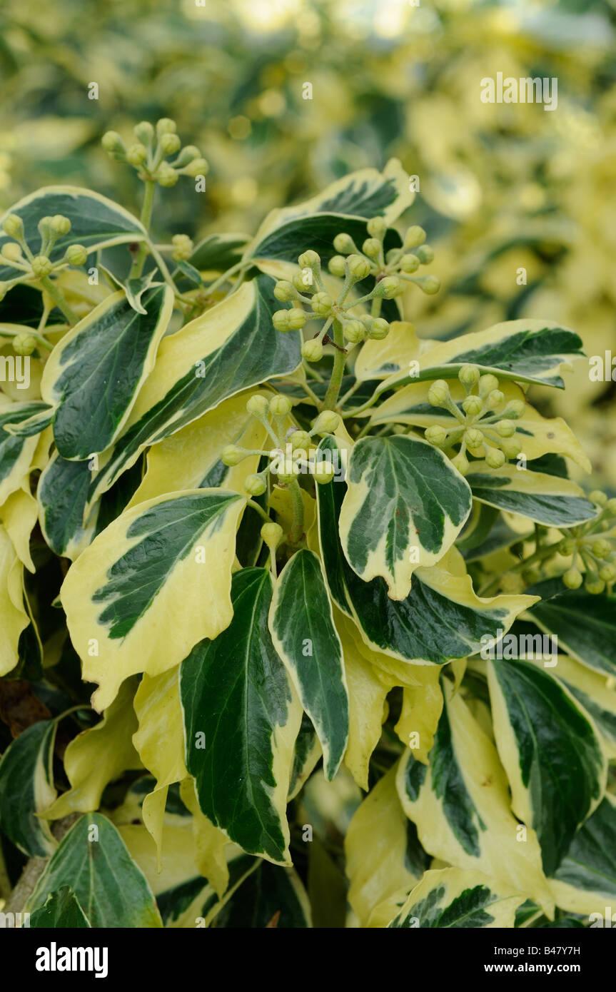 Hedera Helix Variegated Ivy - View 15 from www redcrocus com