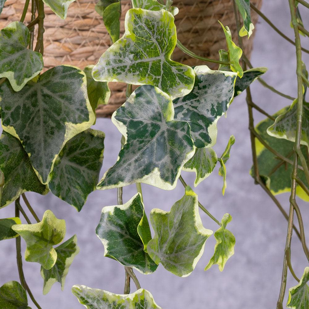 Hedera Helix Variegated Ivy - View 4 from www redcrocus com