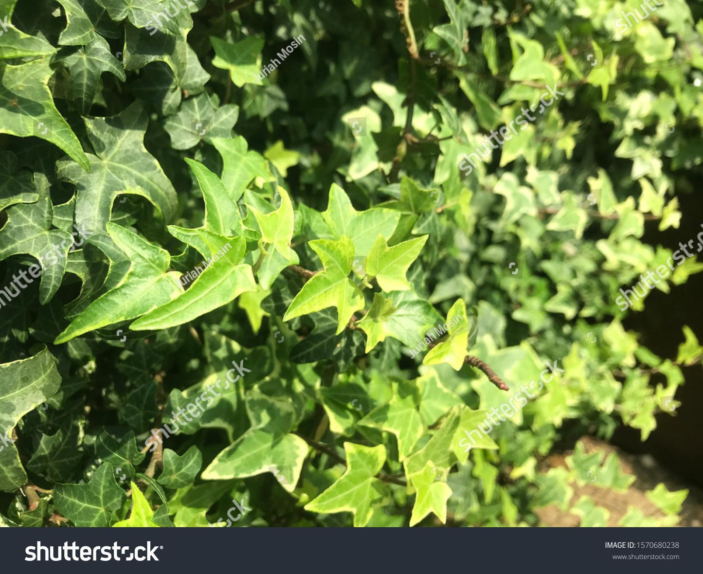 Hedera Helix Variegated Ivy - View 5 from www redcrocus com