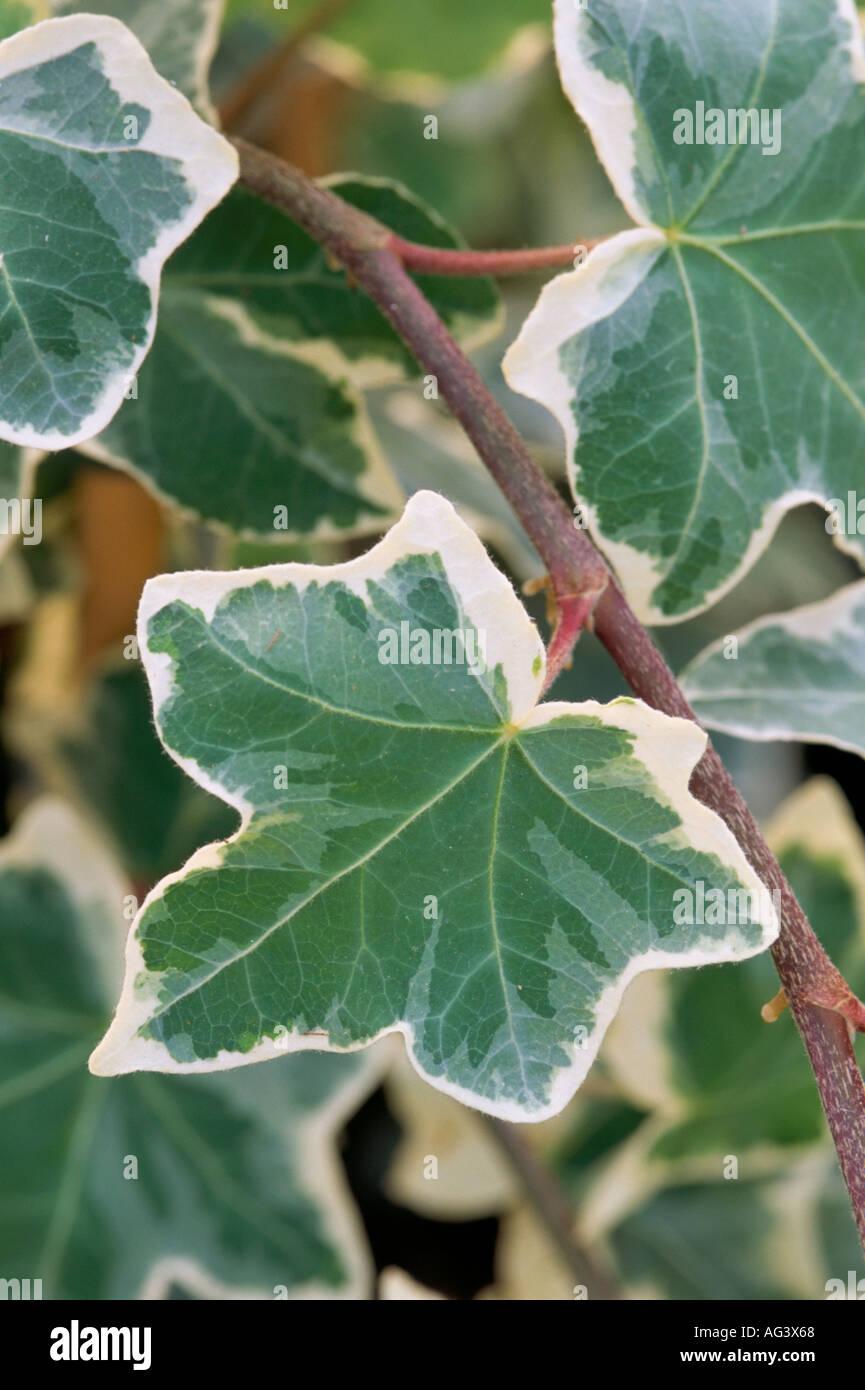 Hedera Helix Variegated Ivy - View 6 from www redcrocus com