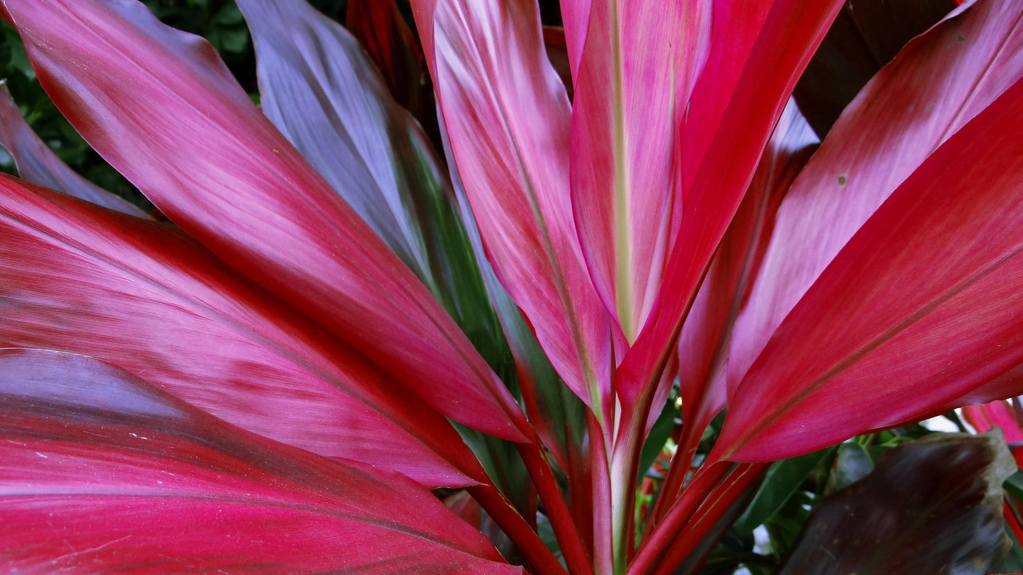 Cordyline Fruticosa Assorted - View 16 from www redcrocus com