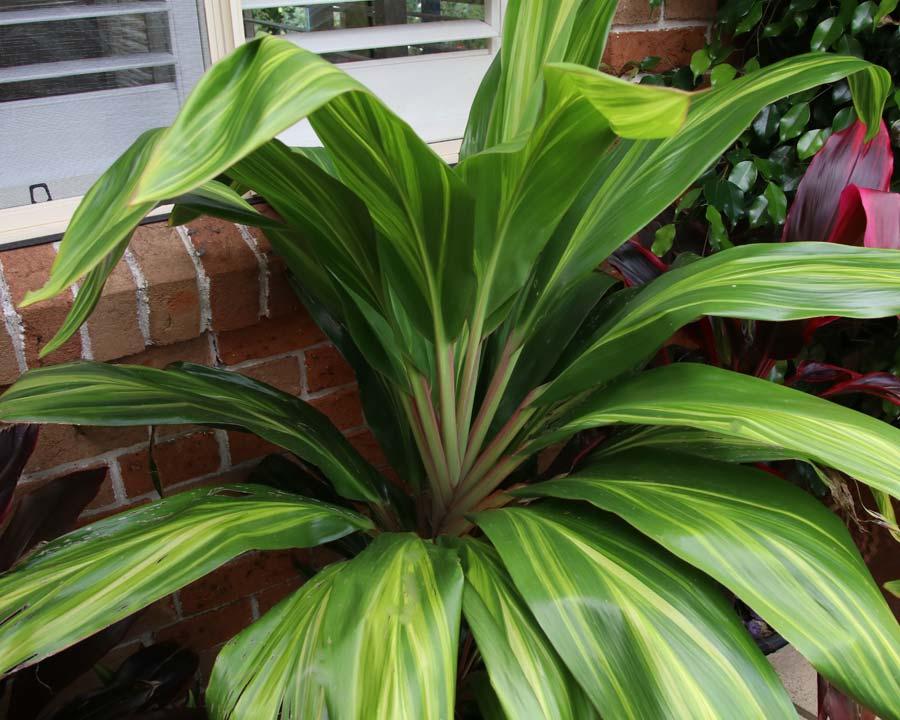 Cordyline Fruticosa Assorted - View 8 from www redcrocus com