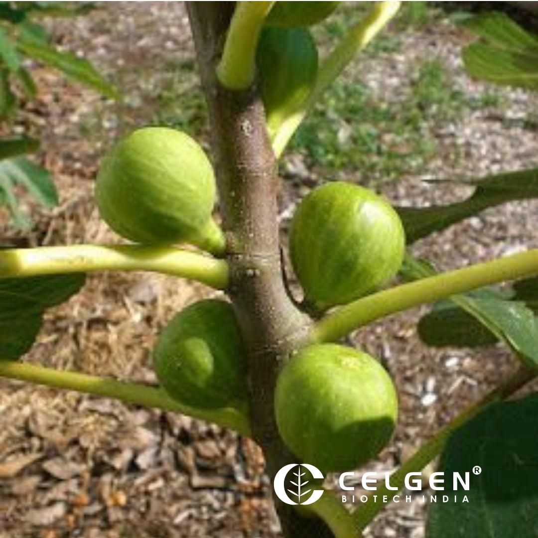 Ficus Carica Corky S Honey Delight Standard - View 10 from www redcrocus com