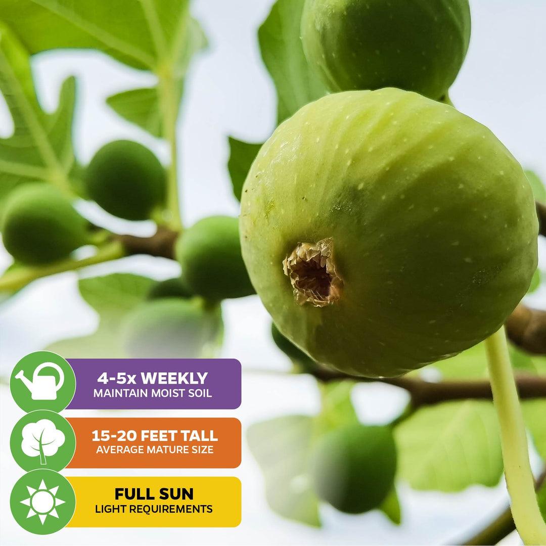 Ficus Carica Corky S Honey Delight Standard - View 12 from www redcrocus com