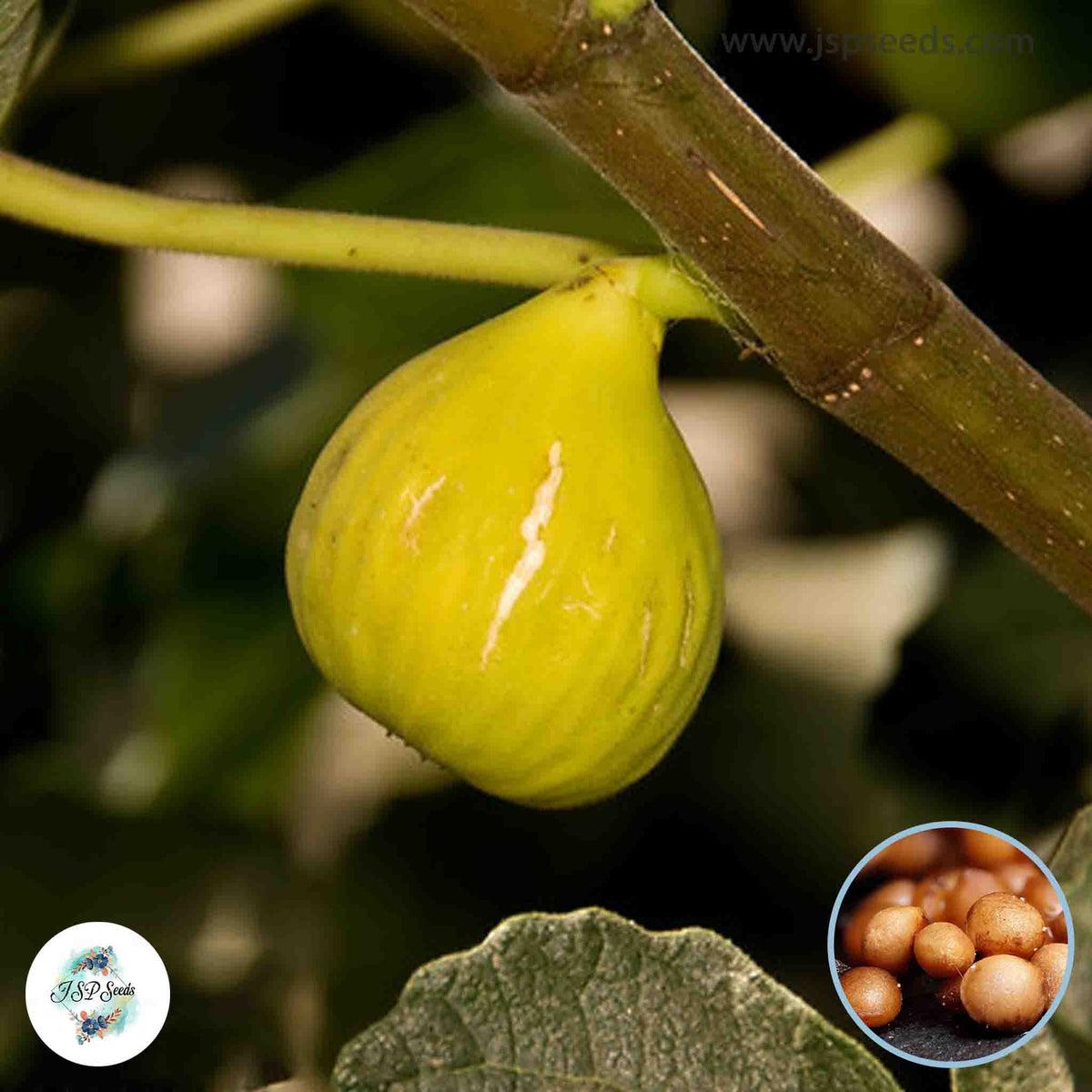 Ficus Carica Corky S Honey Delight Standard - View 13 from www redcrocus com
