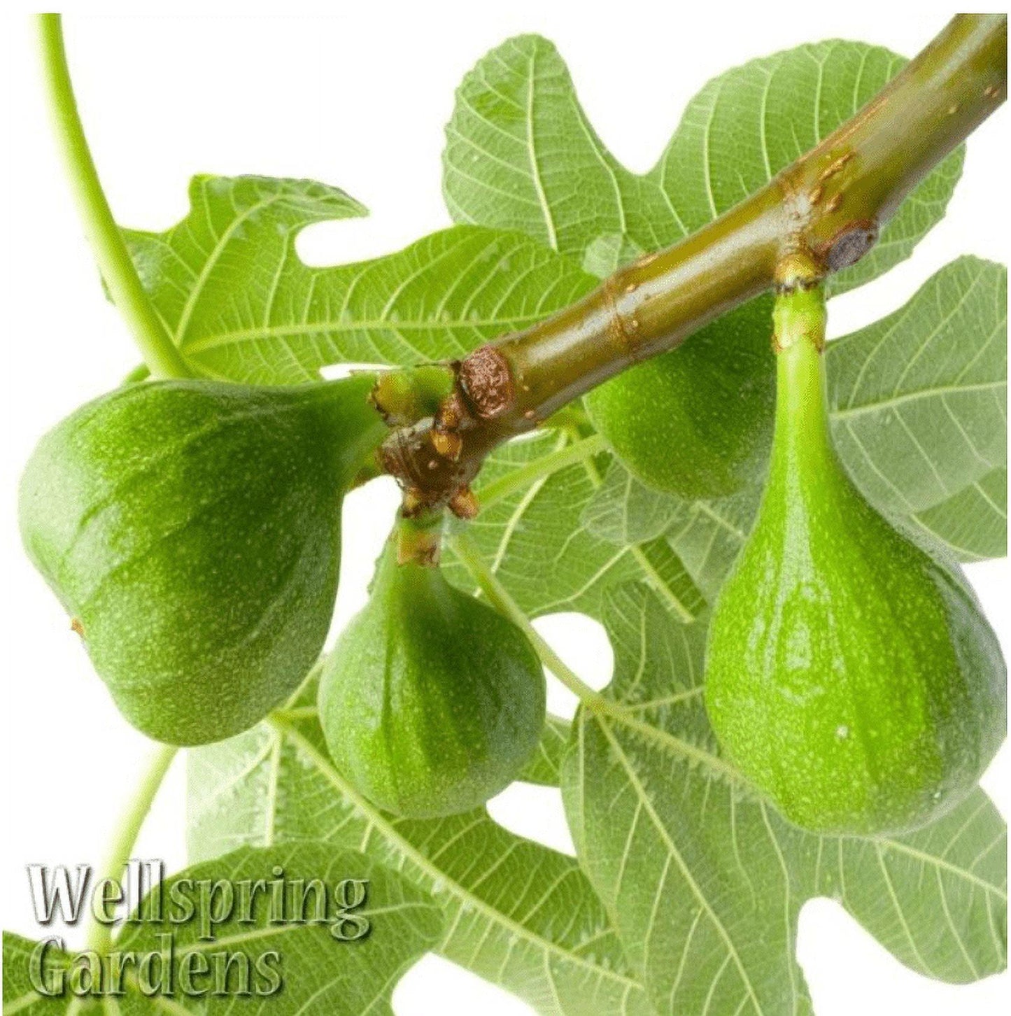 Ficus Carica Corky S Honey Delight Standard - View 14 from www redcrocus com