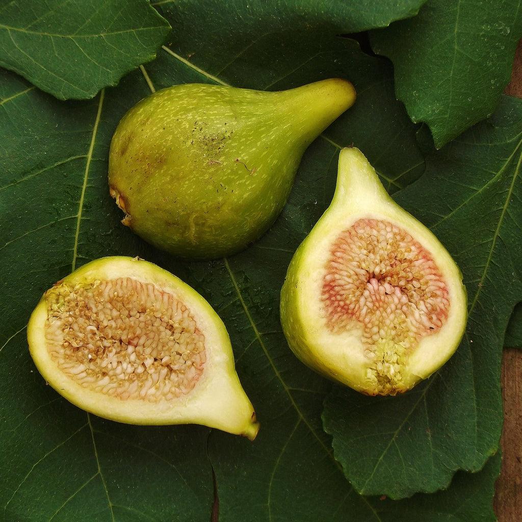 Ficus Carica Corky S Honey Delight Standard - View 15 from www redcrocus com