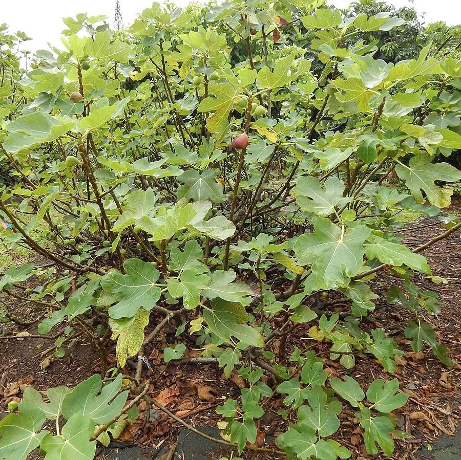 Ficus Carica Corky S Honey Delight Standard - View 16 from www redcrocus com