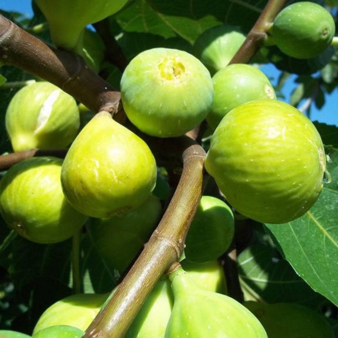 Ficus Carica Corky S Honey Delight Standard - View 17 from www redcrocus com
