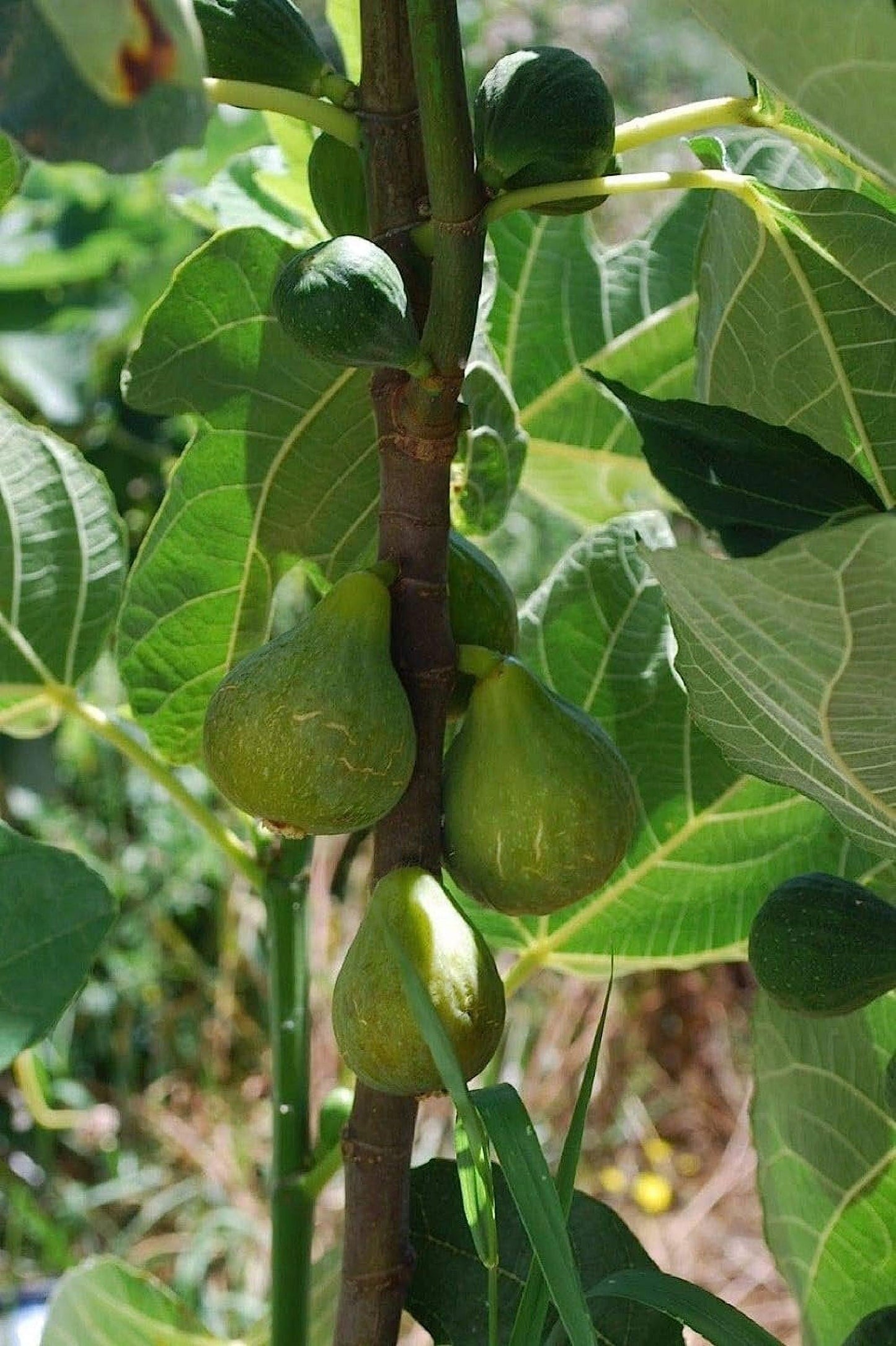Ficus Carica Corky S Honey Delight Standard - View 18 from www redcrocus com