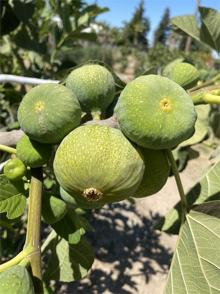 Ficus Carica Corky S Honey Delight Standard - View 19 from www redcrocus com