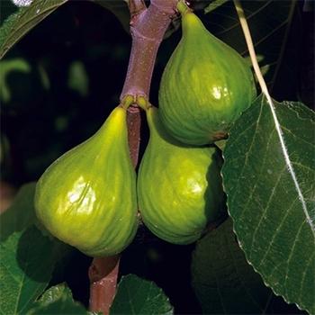 Ficus Carica Corky S Honey Delight Standard - View 20 from www redcrocus com