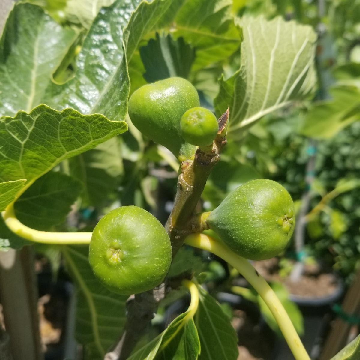 Ficus Carica Corky S Honey Delight Standard - View 4 from www redcrocus com