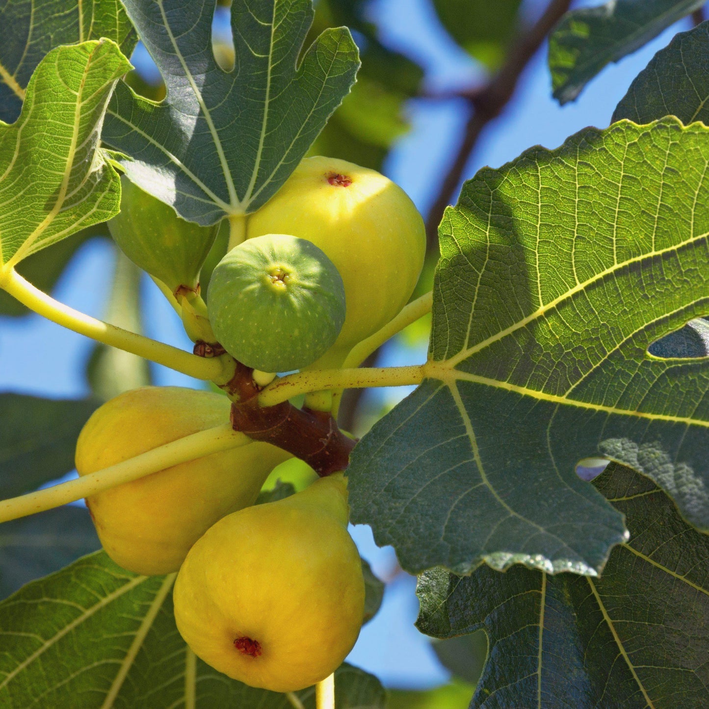 Ficus Carica Corky S Honey Delight Standard - View 7 from www redcrocus com