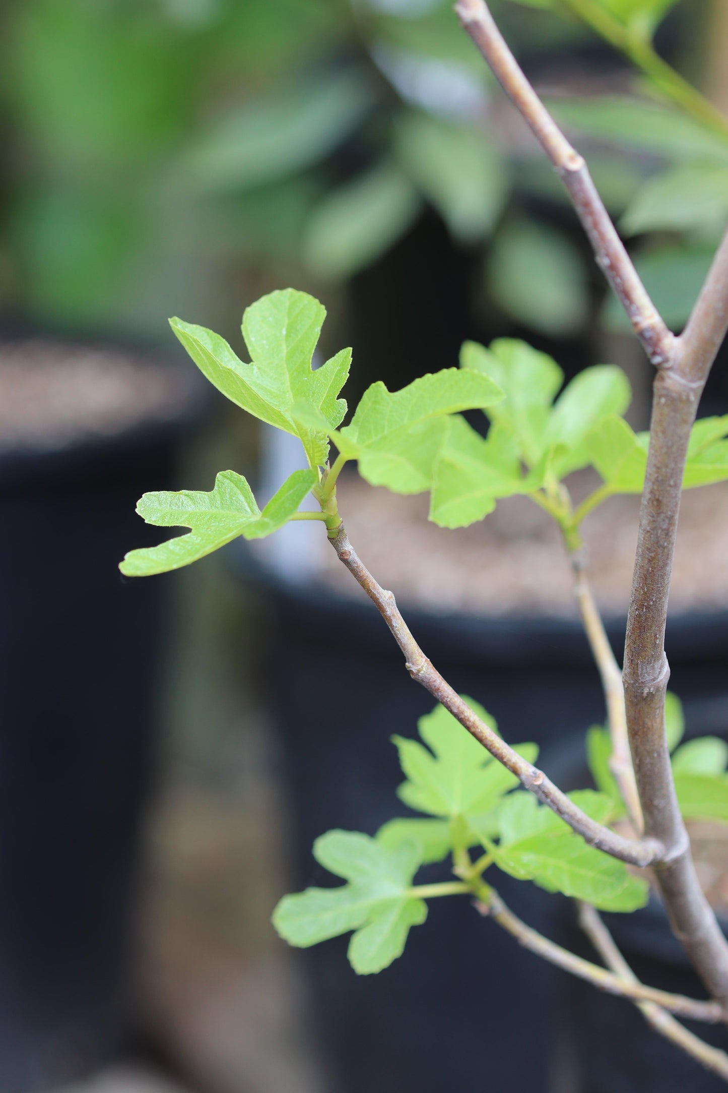 Ficus Carica Corky S Honey Delight Standard - View 8 from www redcrocus com