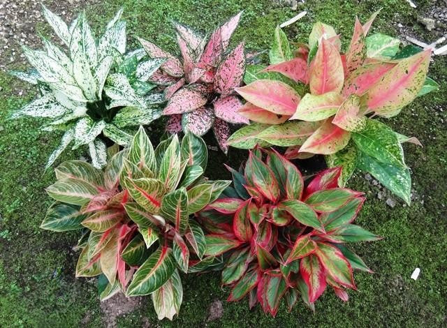 Aglaonema Assorted - View 9 from www redcrocus com