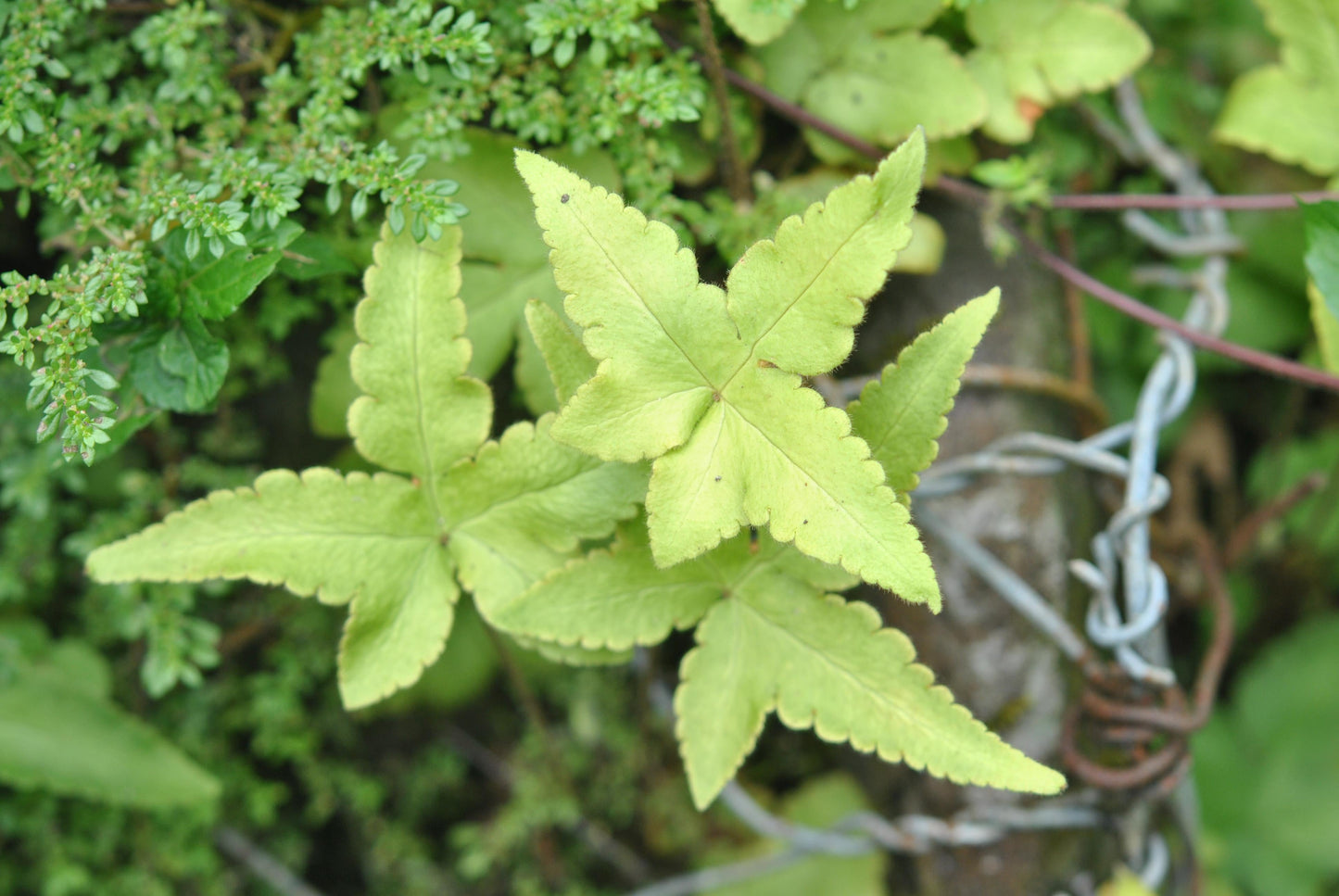 Fern Hemionitis Assorted - View 7 from www redcrocus com