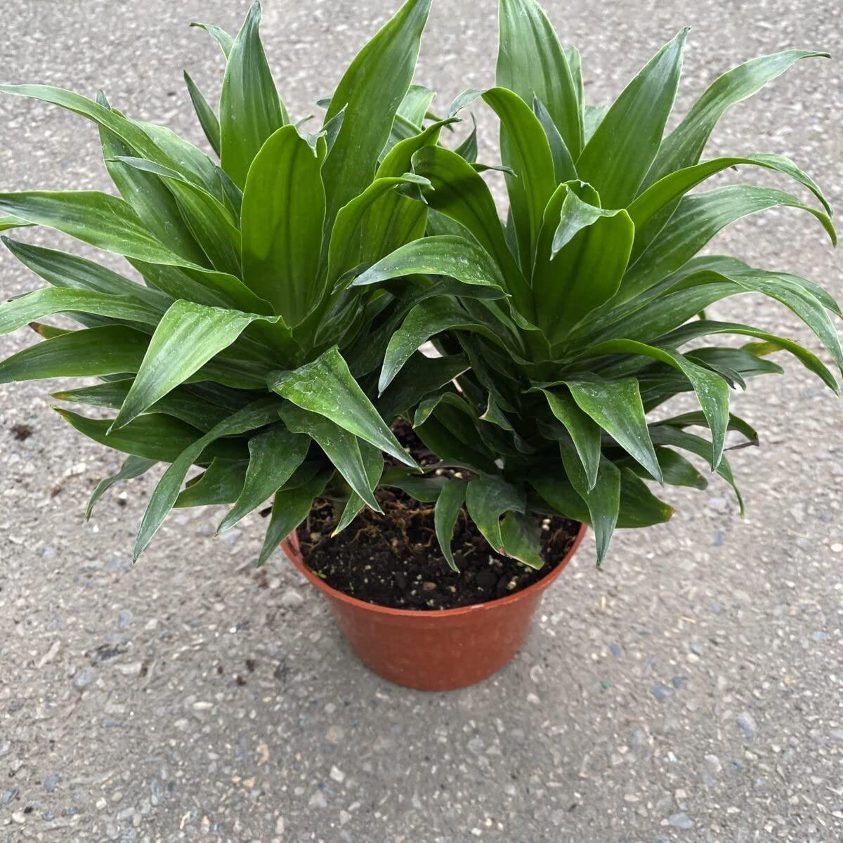 Dracaena Deremensis Janet Craig Compacta Cane - View 8 from www redcrocus com