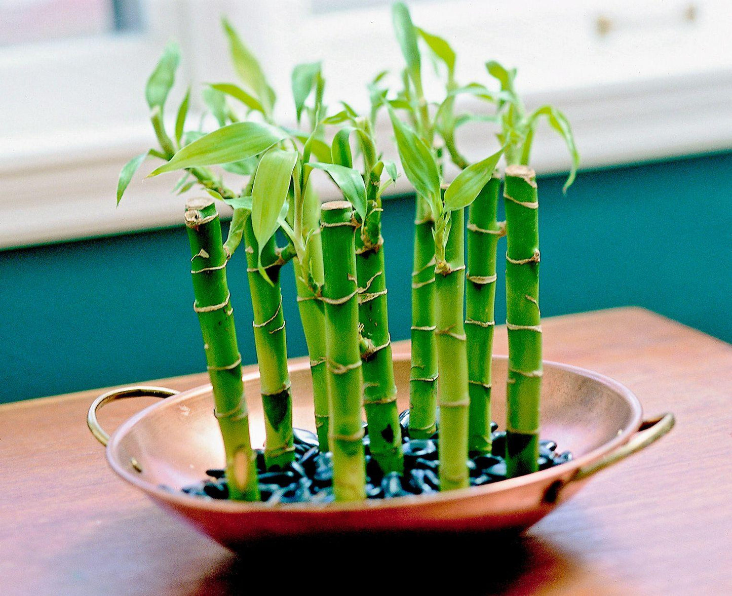 Bamboo Lucky Assorted - View 9 from www redcrocus com