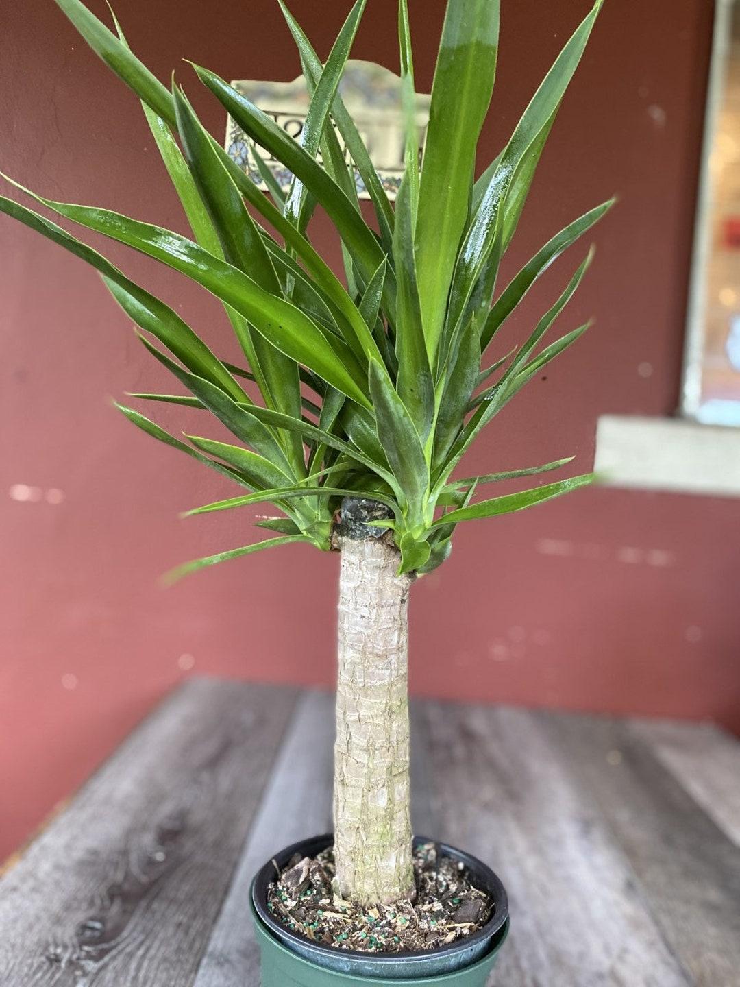 Yucca Assorted Cane - View 10 from www redcrocus com