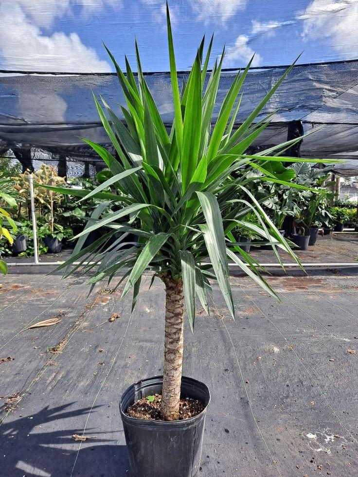 Yucca Assorted Cane - View 12 from www redcrocus com