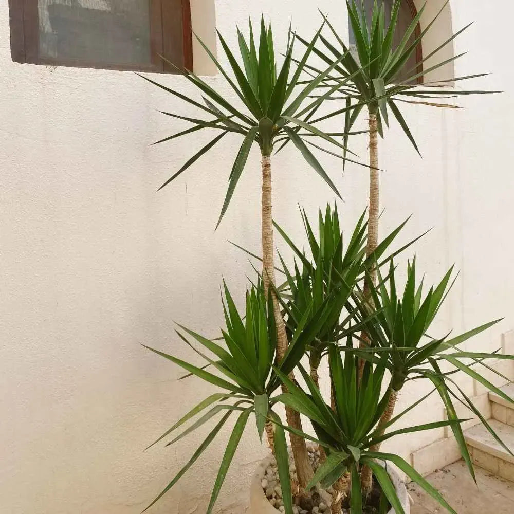 Yucca Assorted Cane - View 12 from www redcrocus com