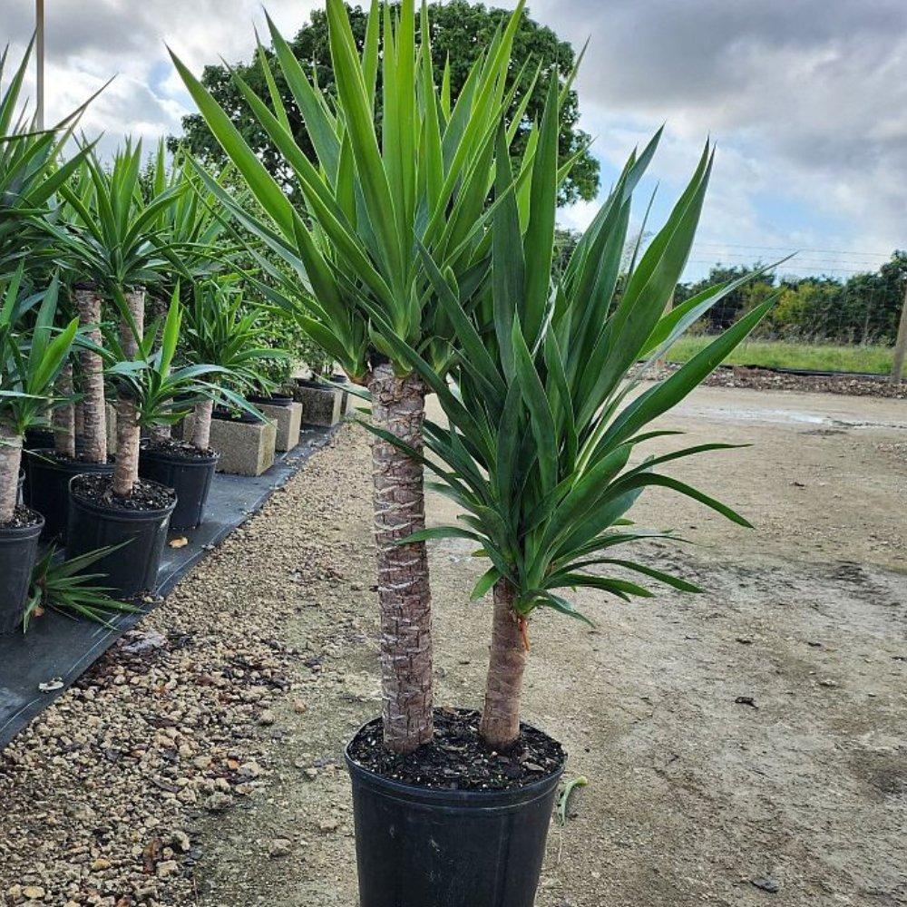Yucca Assorted Cane - View 13 from www redcrocus com