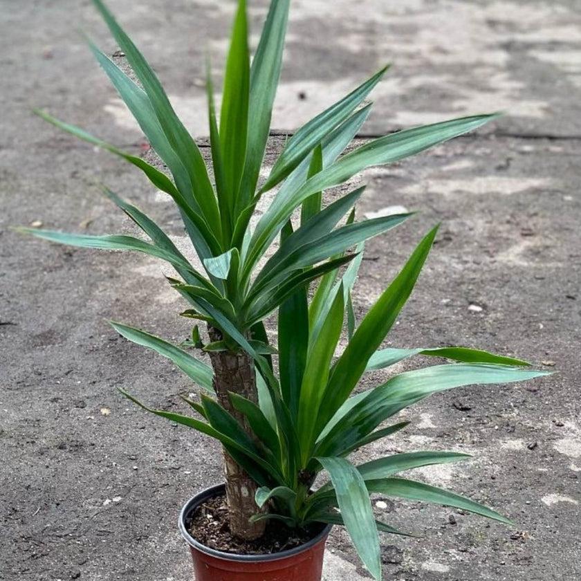 Yucca Assorted Cane - View 14 from www redcrocus com