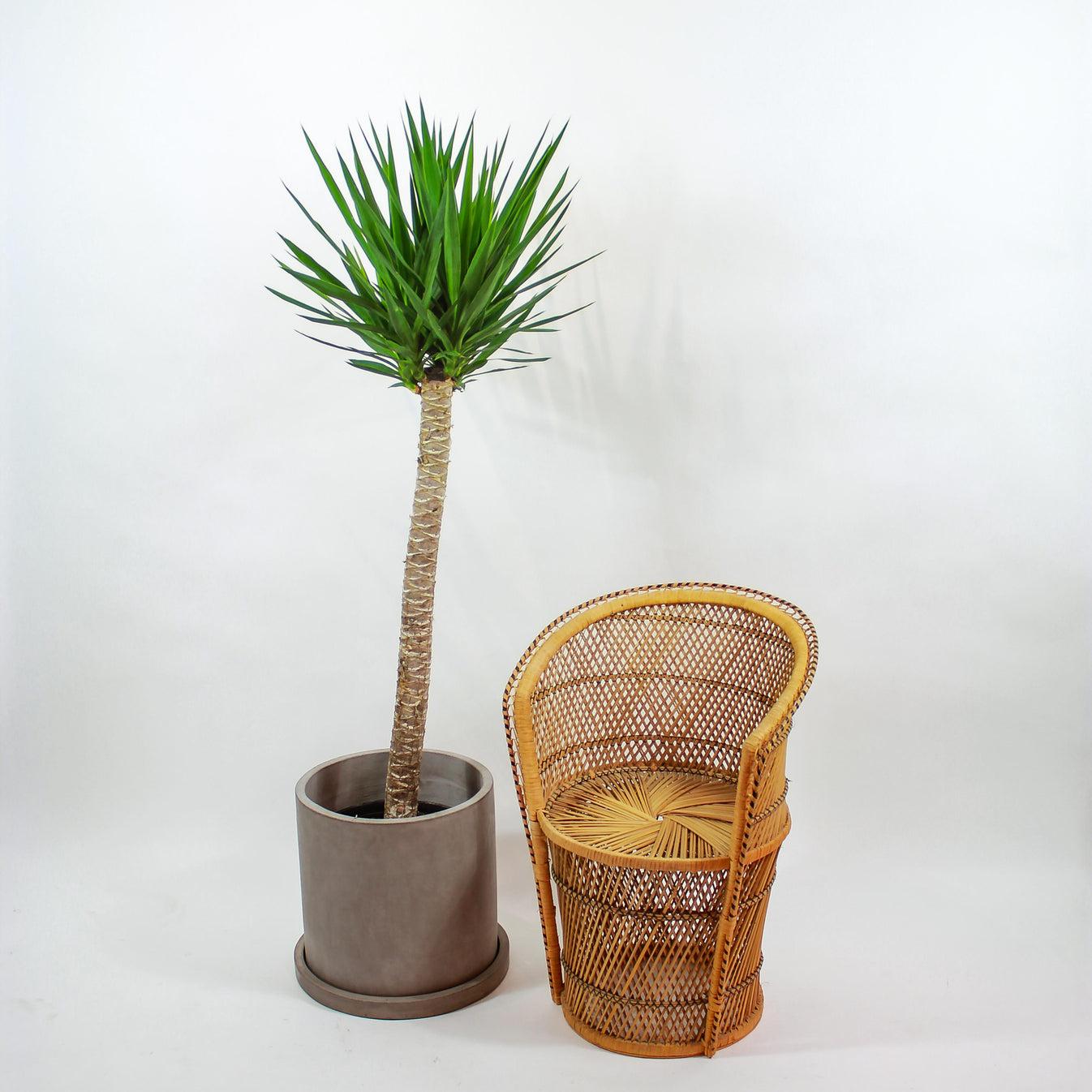 Yucca Assorted Cane - View 15 from www redcrocus com