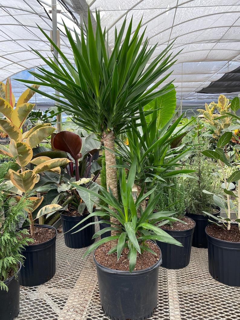 Yucca Assorted Cane - View 16 from www redcrocus com