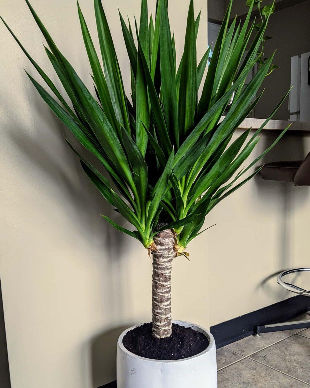 Yucca Assorted Cane - View 17 from www redcrocus com