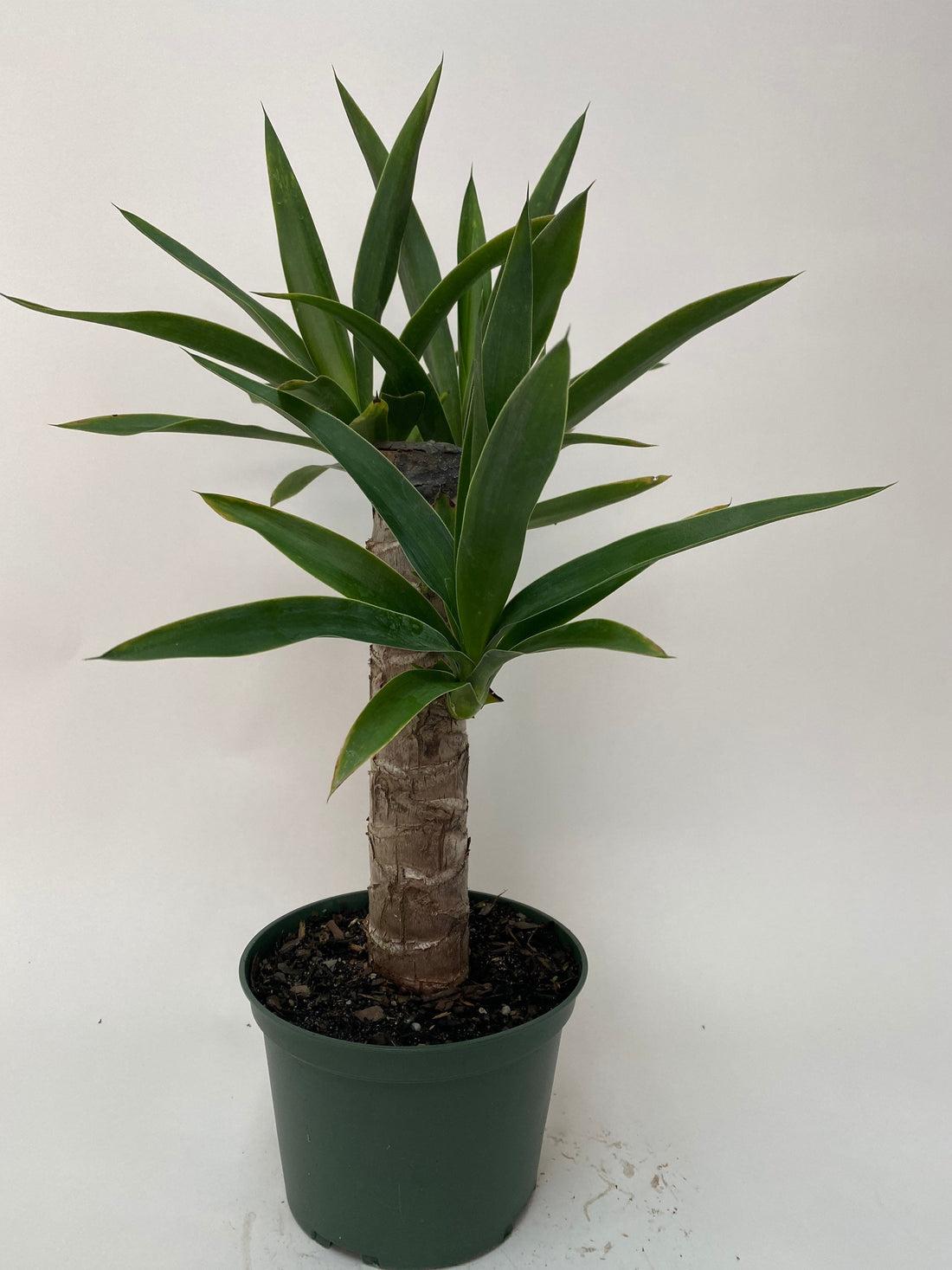 Yucca Assorted Cane - View 18 from www redcrocus com