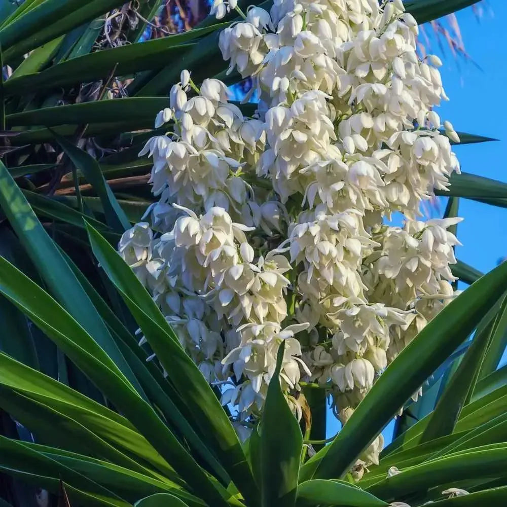 Yucca Assorted Cane - View 19 from www redcrocus com