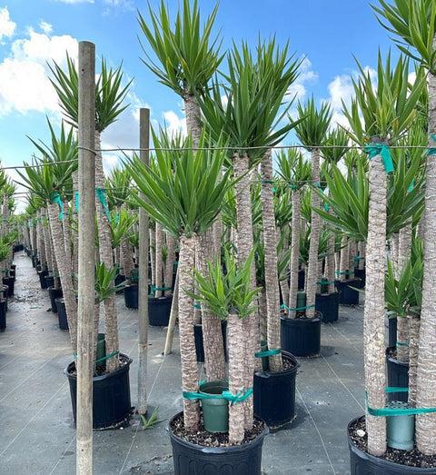 Yucca Assorted Cane - View 20 from www redcrocus com
