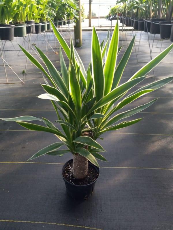 Yucca Assorted Cane - View 2 from www redcrocus com