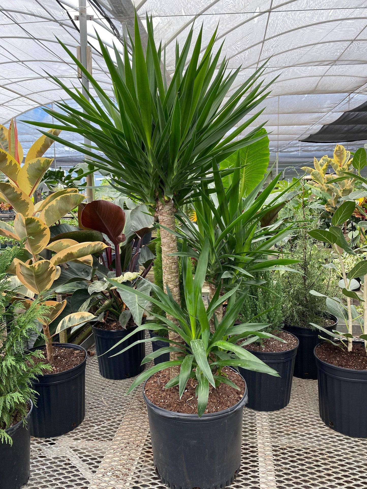 Yucca Assorted Cane - View 3 from www redcrocus com